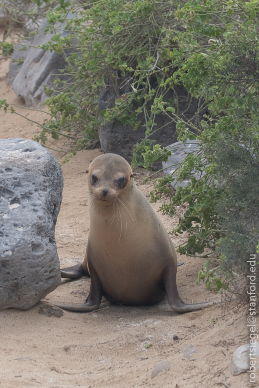 galapagos